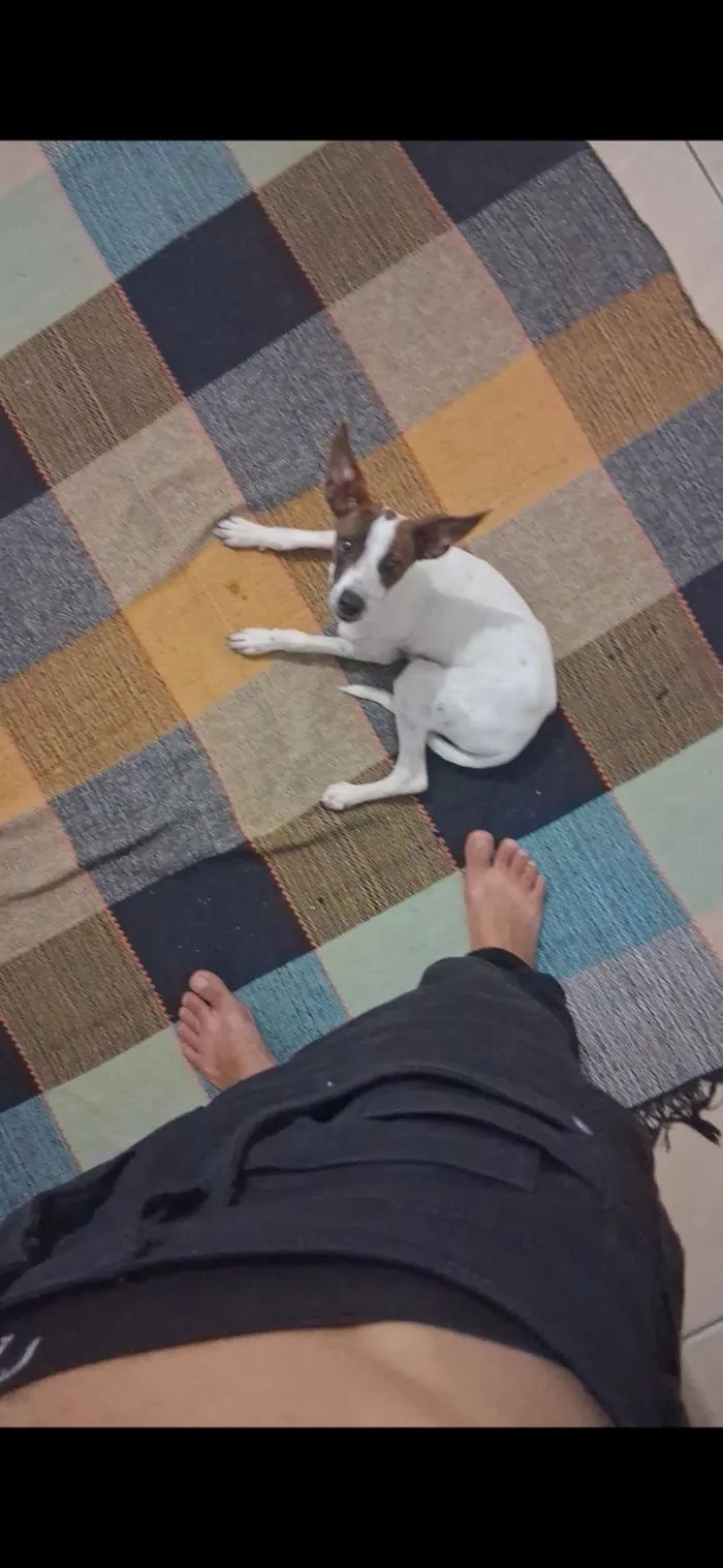 Cachorro raça SRD-ViraLata idade 7 a 11 meses nome Kiara