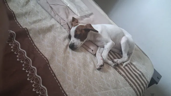 Cachorro raça SRD-ViraLata idade 7 a 11 meses nome Kiara
