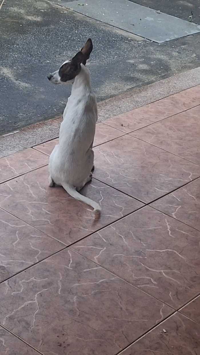 Cachorro raça SRD-ViraLata idade 7 a 11 meses nome Kiara