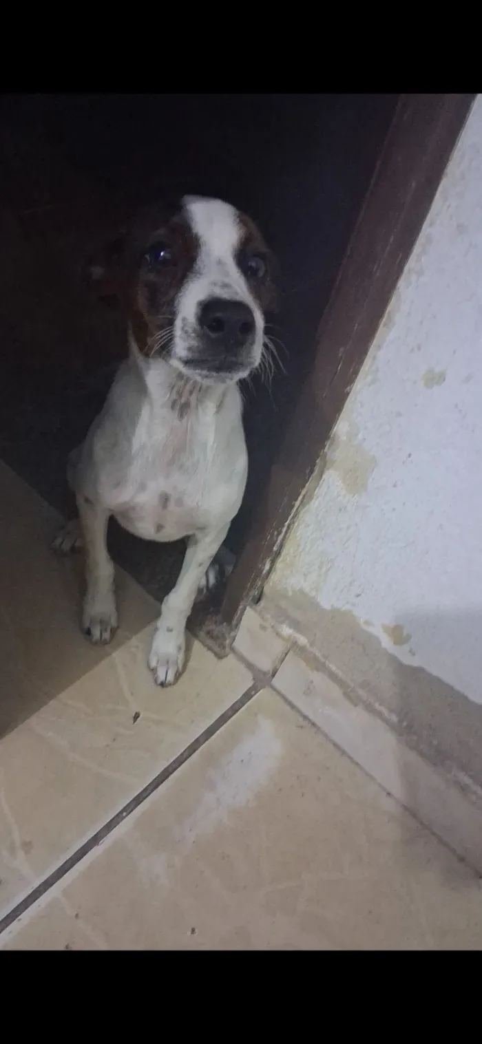 Cachorro raça SRD-ViraLata idade 7 a 11 meses nome Kiara