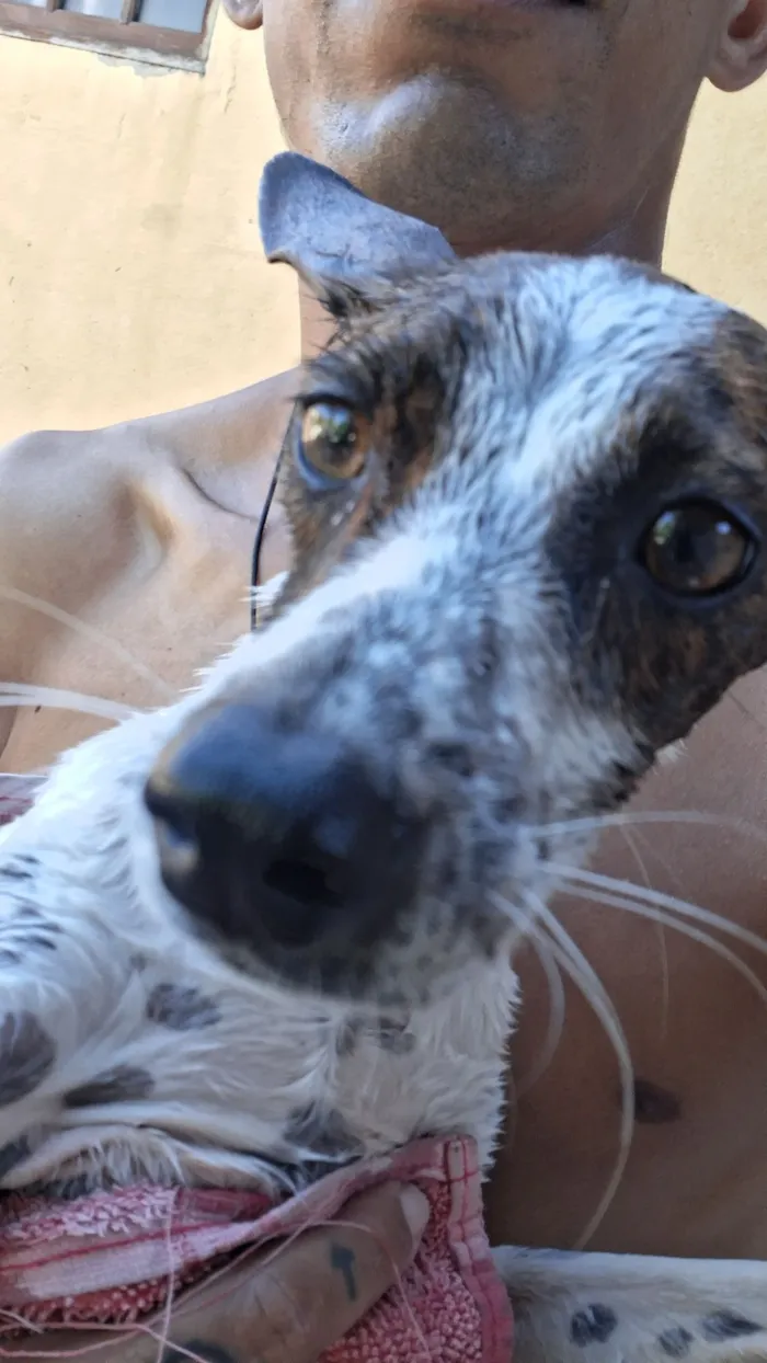 Cachorro raça SRD-ViraLata idade 7 a 11 meses nome Kiara