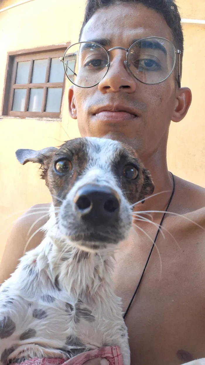 Cachorro raça SRD-ViraLata idade 7 a 11 meses nome Kiara