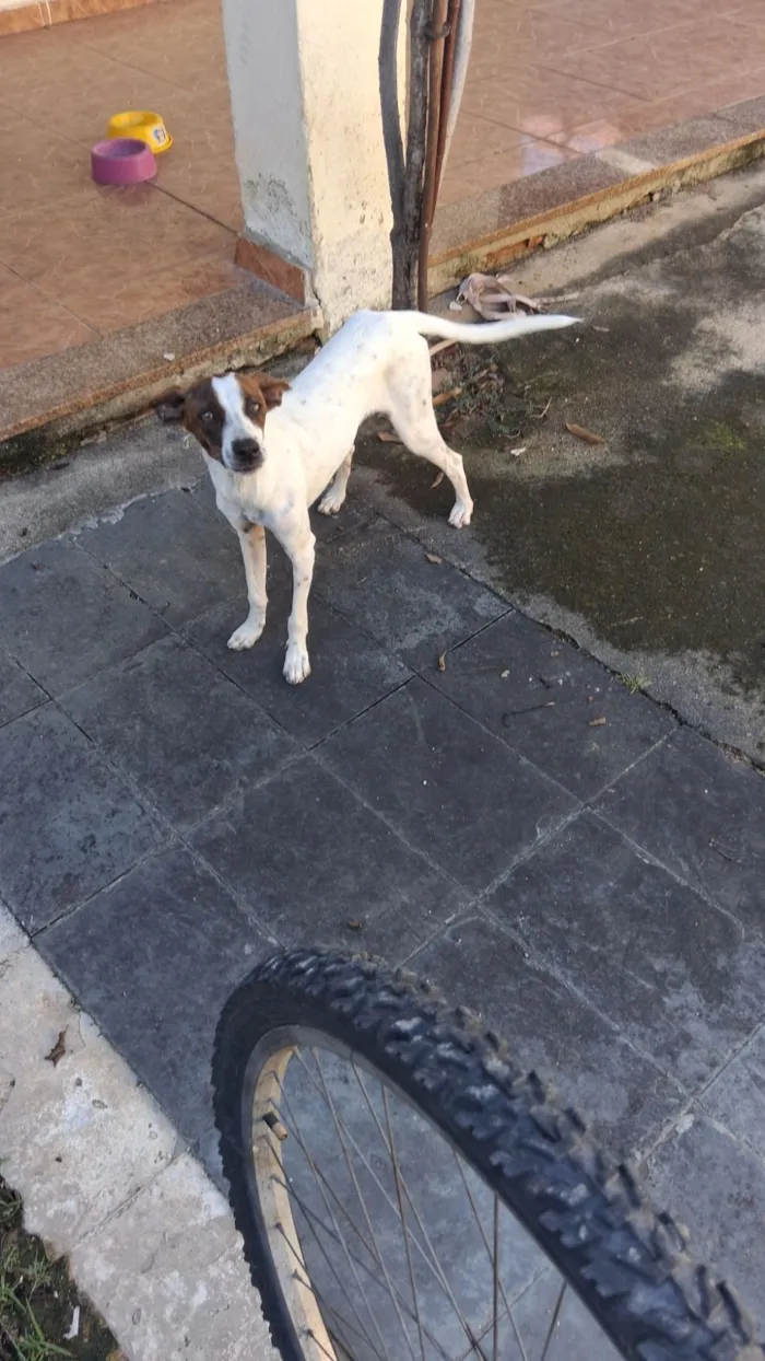 Cachorro raça SRD-ViraLata idade 7 a 11 meses nome Kiara
