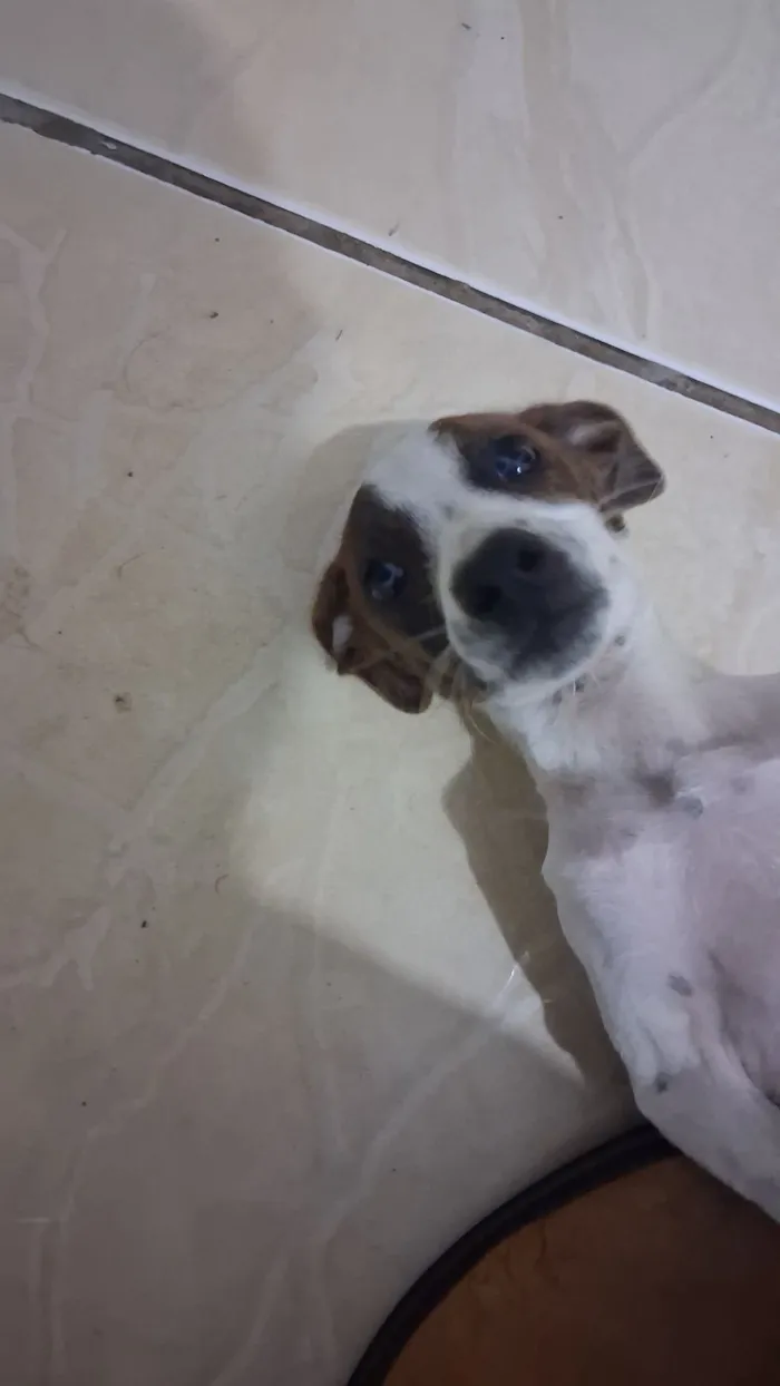 Cachorro raça SRD-ViraLata idade 7 a 11 meses nome Kiara
