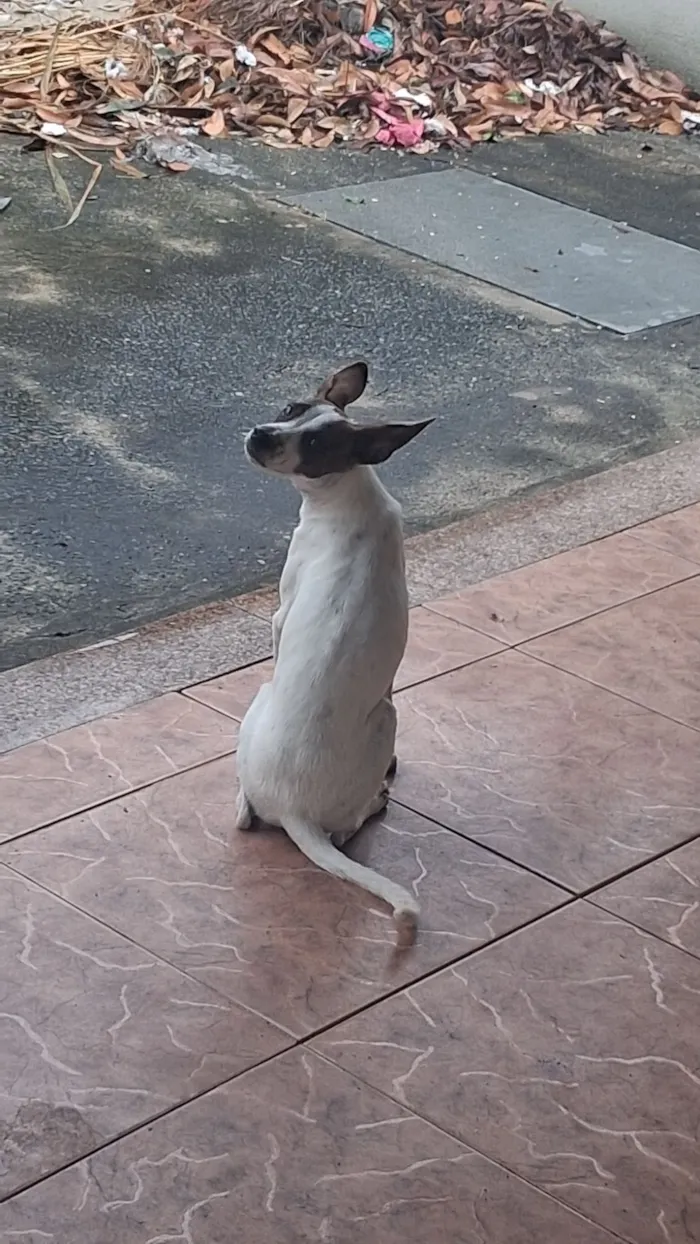 Cachorro raça SRD-ViraLata idade 7 a 11 meses nome Kiara
