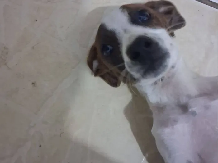 Cachorro raça SRD-ViraLata idade 7 a 11 meses nome Kiara