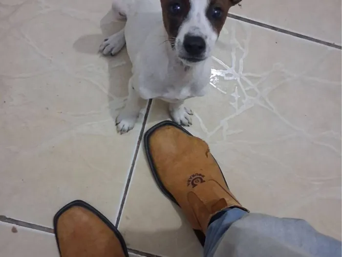 Cachorro raça SRD-ViraLata idade 7 a 11 meses nome Kiara