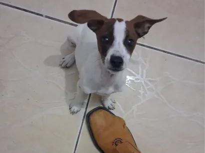 Cachorro raça SRD-ViraLata idade 7 a 11 meses nome Kiara