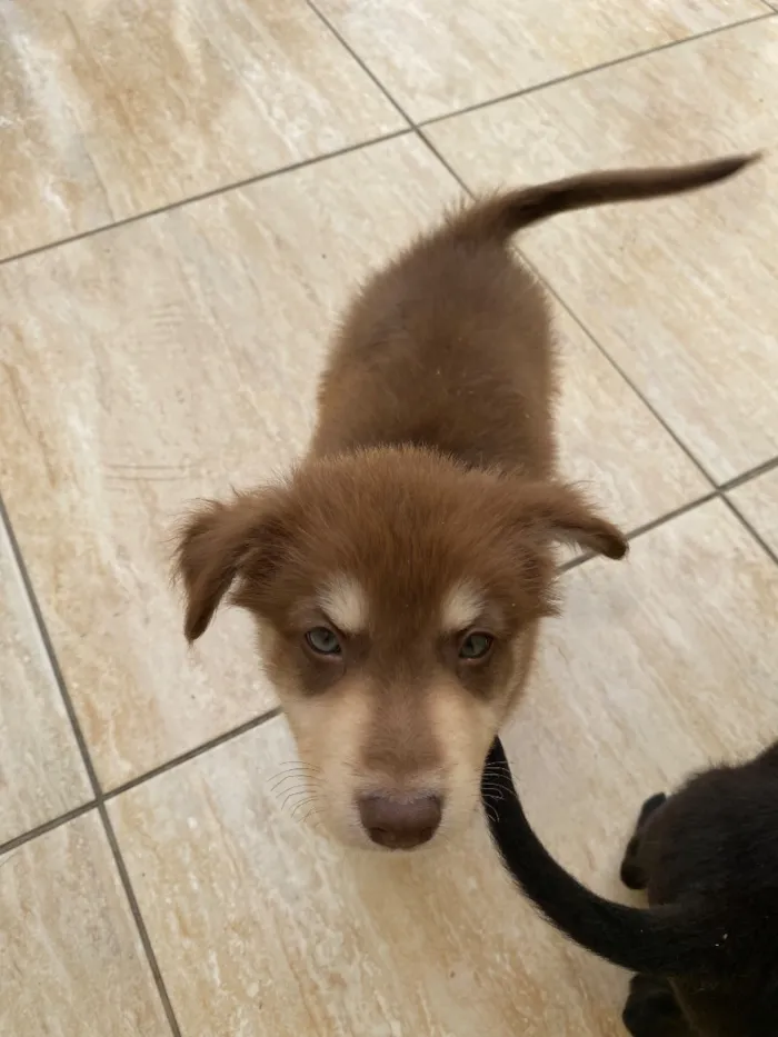 Cachorro raça SRD-ViraLata idade 2 a 6 meses nome Nick é Alvin 