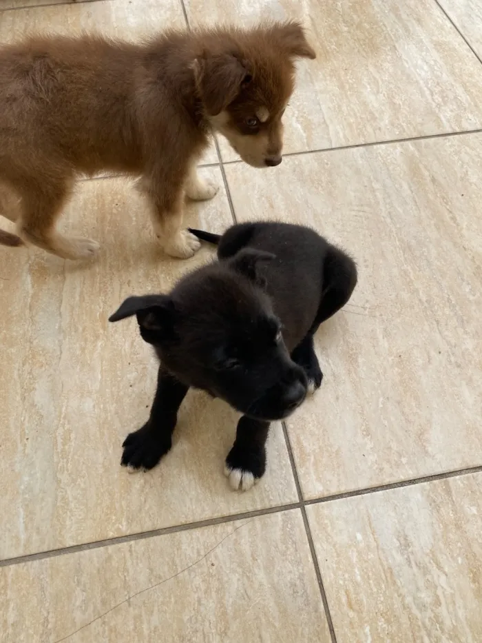Cachorro raça SRD-ViraLata idade 2 a 6 meses nome Nick é Alvin 