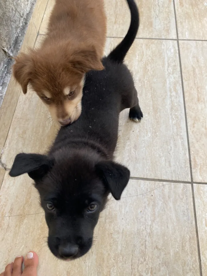 Cachorro raça SRD-ViraLata idade 2 a 6 meses nome Nick é Alvin 
