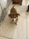 Nick é Alvin 