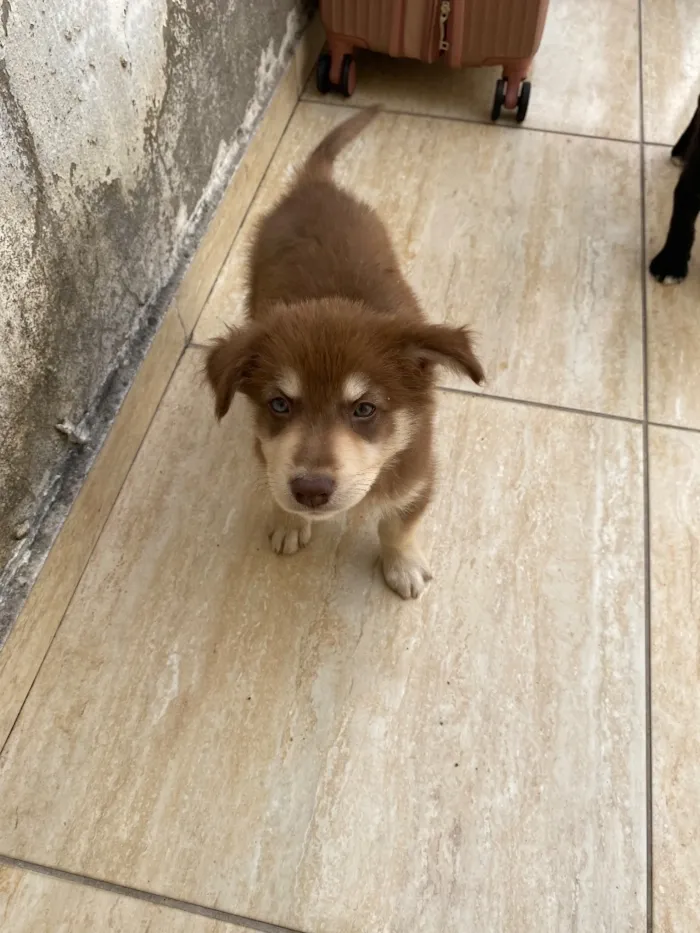 Cachorro raça SRD-ViraLata idade 2 a 6 meses nome Nick é Alvin 