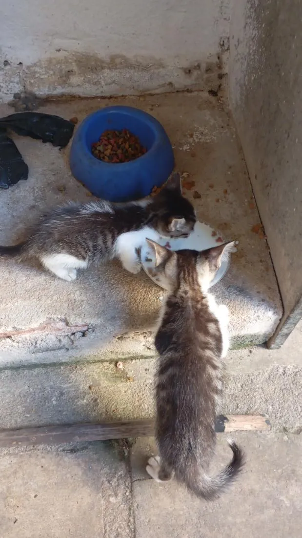 Gato raça SRD-ViraLata idade 2 a 6 meses nome sem nome