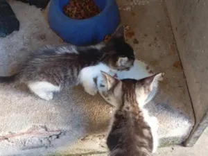 Gato raça SRD-ViraLata idade 2 a 6 meses nome sem nome