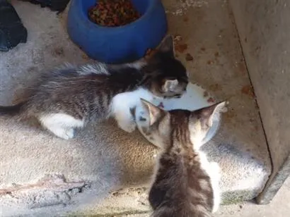 Gato raça SRD-ViraLata idade 2 a 6 meses nome sem nome