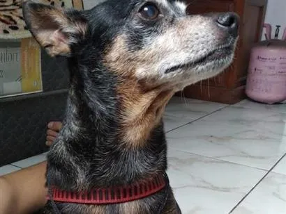 Cachorro raça Pinscher idade 6 ou mais anos nome Sask