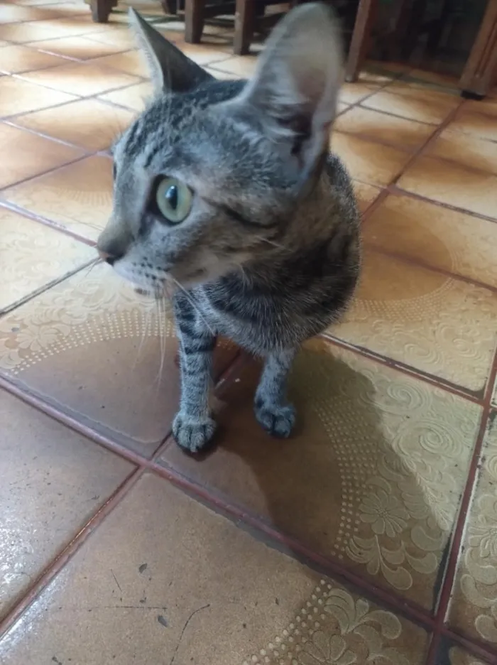 Gato raça SRD-ViraLata idade 7 a 11 meses nome mell