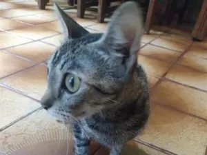 Gato raça SRD-ViraLata idade 7 a 11 meses nome mell