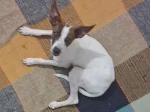 Cachorro raça SRD-ViraLata idade 7 a 11 meses nome Kiara