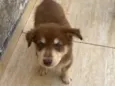 Nick é Alvin 
