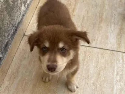 Cachorro raça SRD-ViraLata idade 2 a 6 meses nome Nick é Alvin 