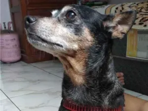 Cachorro raça Pinscher idade 6 ou mais anos nome Sask