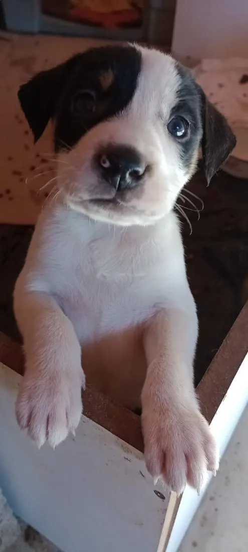 Cachorro raça SRD-ViraLata idade Abaixo de 2 meses nome Escub