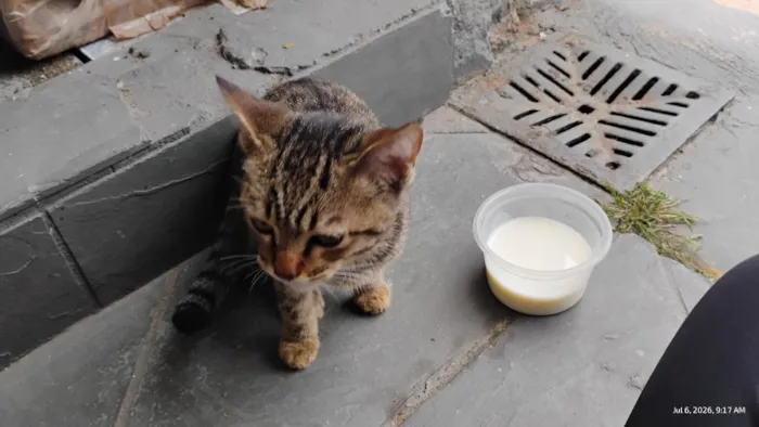 Gato raça SRD-ViraLata idade 7 a 11 meses nome Millie