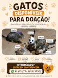 Não possui