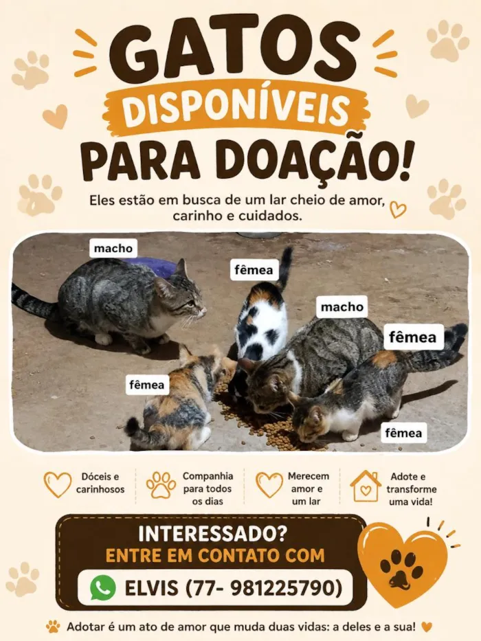 Gato raça SRD-ViraLata idade 2 a 6 meses nome Não possui