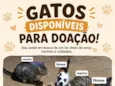 Não possui