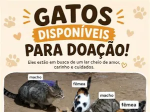 Gato raça SRD-ViraLata idade 2 a 6 meses nome Não possui