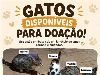 Gato raça SRD-ViraLata idade 2 a 6 meses nome Não possui