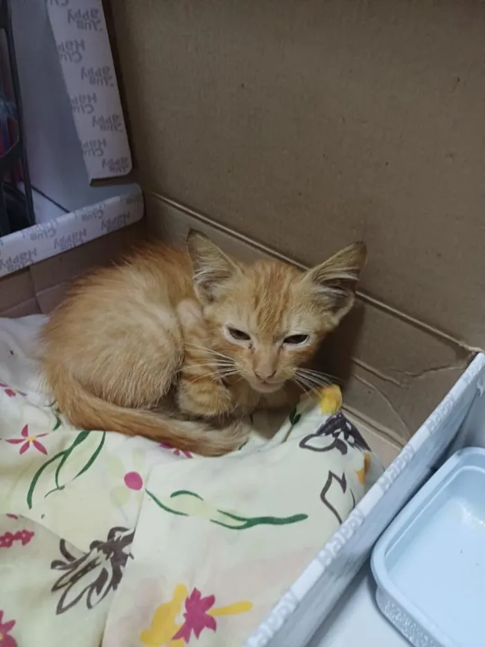 Gato raça SRD-ViraLata idade 2 a 6 meses nome Amora