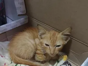 Gato raça SRD-ViraLata idade 2 a 6 meses nome Amora