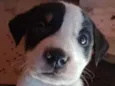 Escub