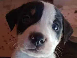 Cachorro raça SRD-ViraLata idade Abaixo de 2 meses nome Escub