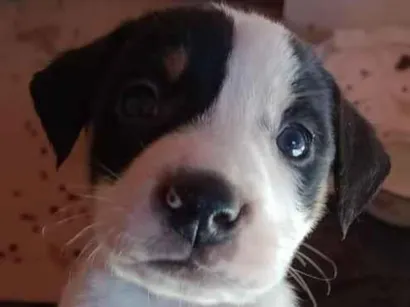 Cachorro raça SRD-ViraLata idade Abaixo de 2 meses nome Escub