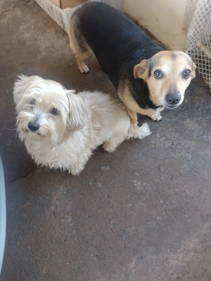Cachorro raça SRD-ViraLata idade 6 ou mais anos nome Jully e nina 
