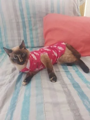 Gato raça  idade 1 ano nome mel
