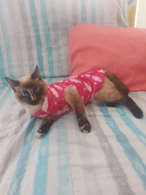 Gato raça  idade 1 ano nome mel
