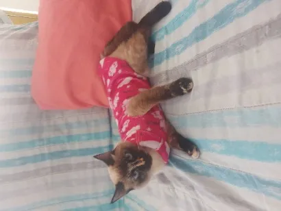 Gato raça  idade 1 ano nome mel