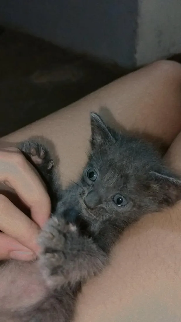 Gato raça SRD-ViraLata idade Abaixo de 2 meses nome felicia 