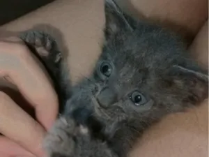 Gato raça SRD-ViraLata idade Abaixo de 2 meses nome felicia 