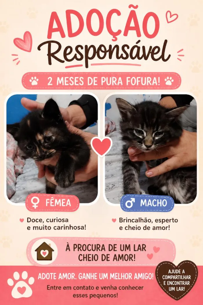 Gato raça SRD-ViraLata idade 2 a 6 meses nome Bebes