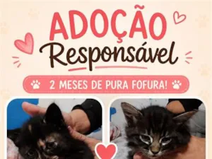 Gato raça SRD-ViraLata idade 2 a 6 meses nome Bebes
