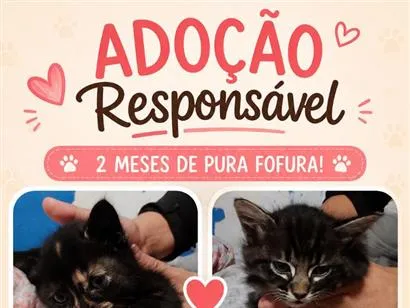 Gato raça SRD-ViraLata idade 2 a 6 meses nome Bebes