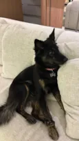 Nala 