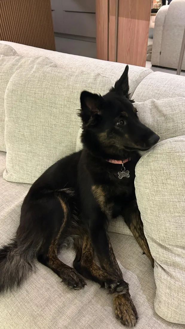 Cachorro raça SRD-ViraLata idade 1 ano nome Nala 
